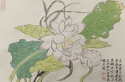 文化老兵 映日荷花