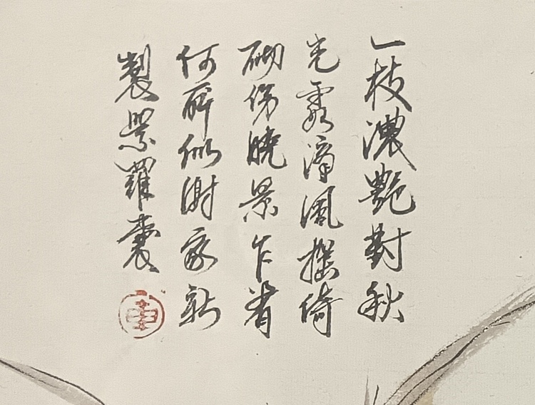 文化老兵 鸡冠花