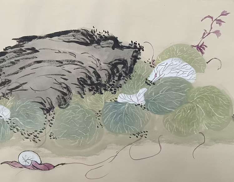 文化老兵 瓜叶菊