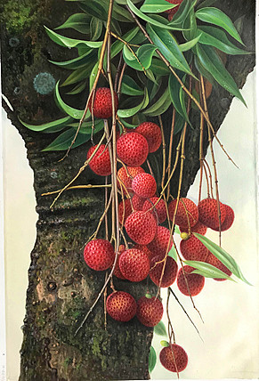 黄紫兰 油画荔枝