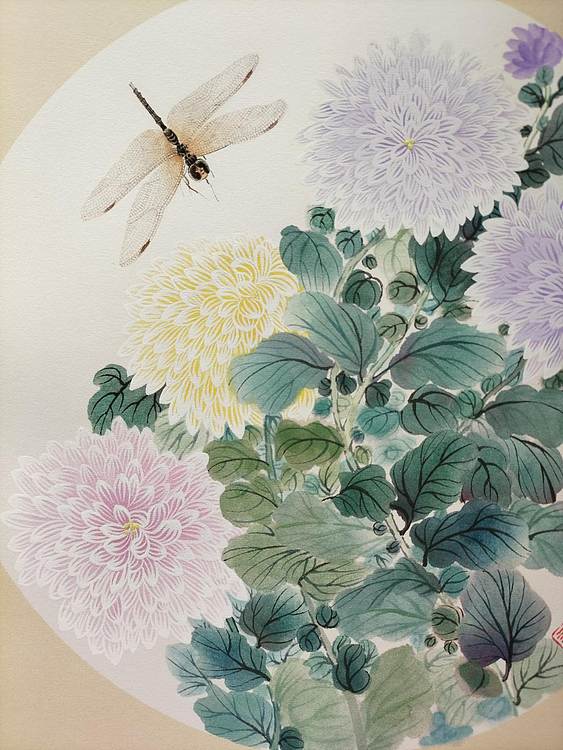 砚沐 菊花蜻蜓