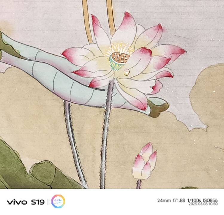 魏兰芝 映日荷花别样红。