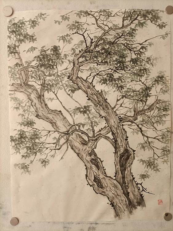 青年书画家 七汐 国画古树