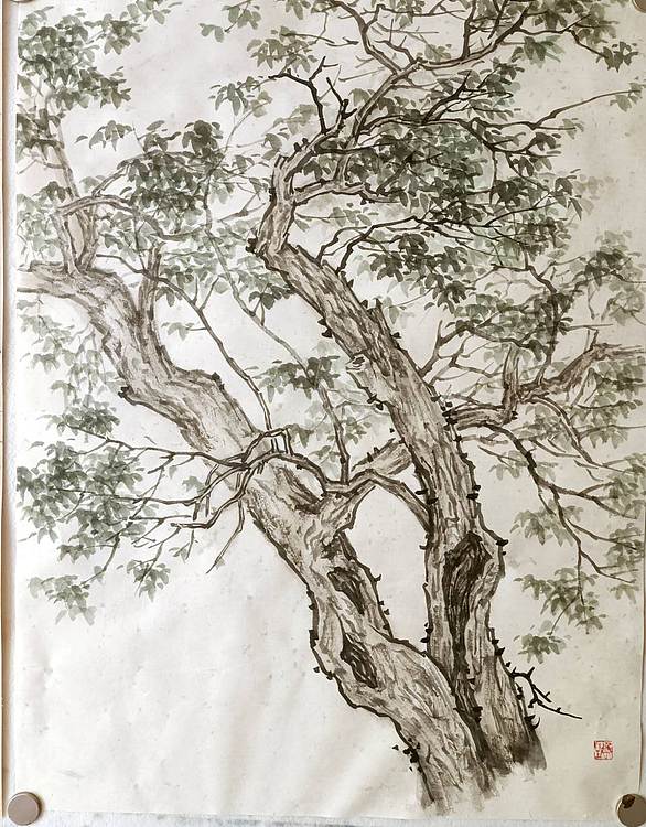 青年书画家 七汐 国画古树