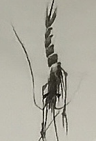 范彩君 德州市美协会员，虾趣无穷